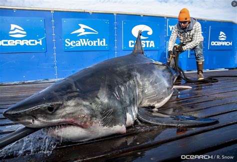 37 foot great white.